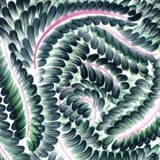 The album art for "Kinship" by She Keeps Bees